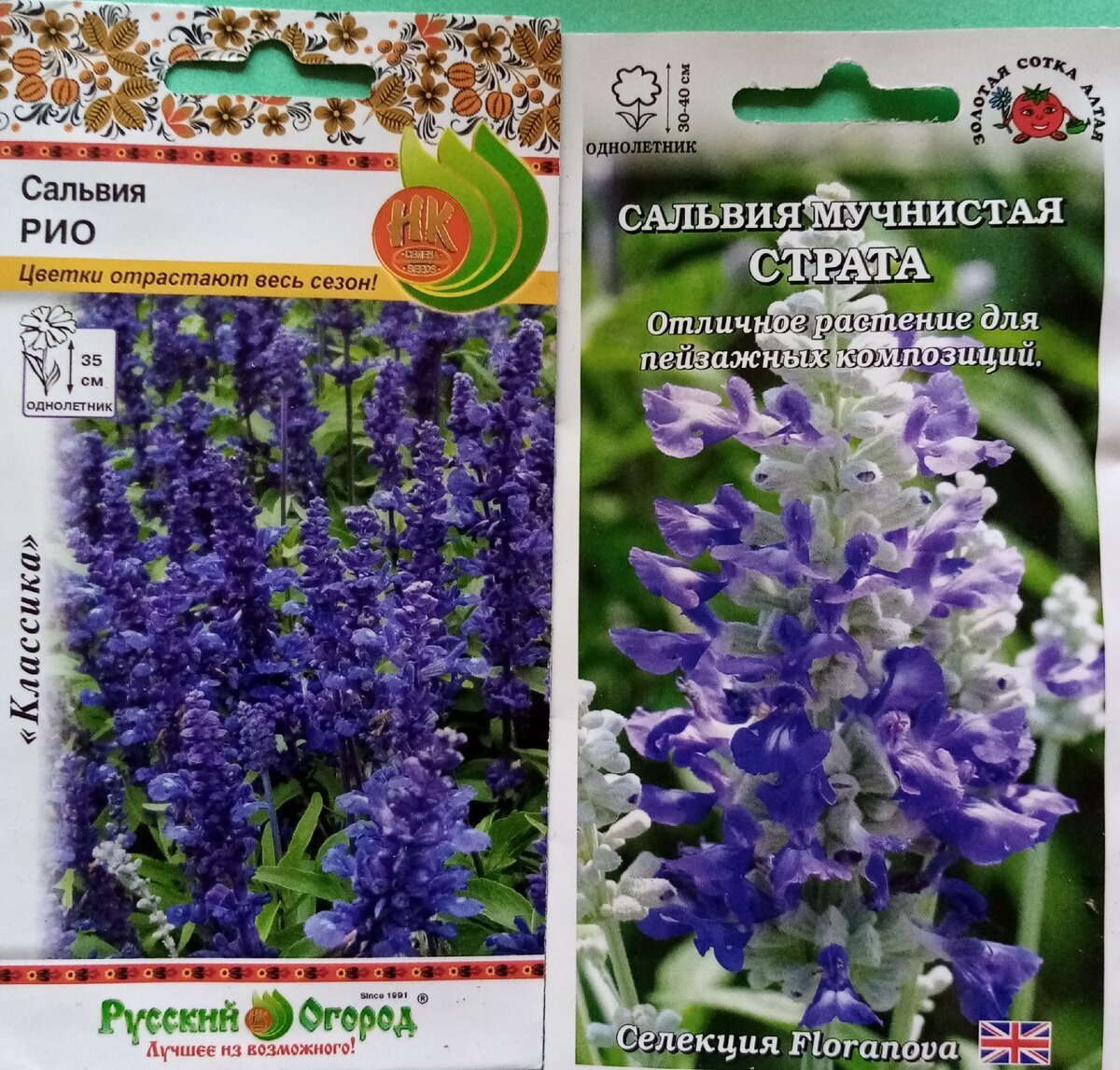 Кустарник Сальвия