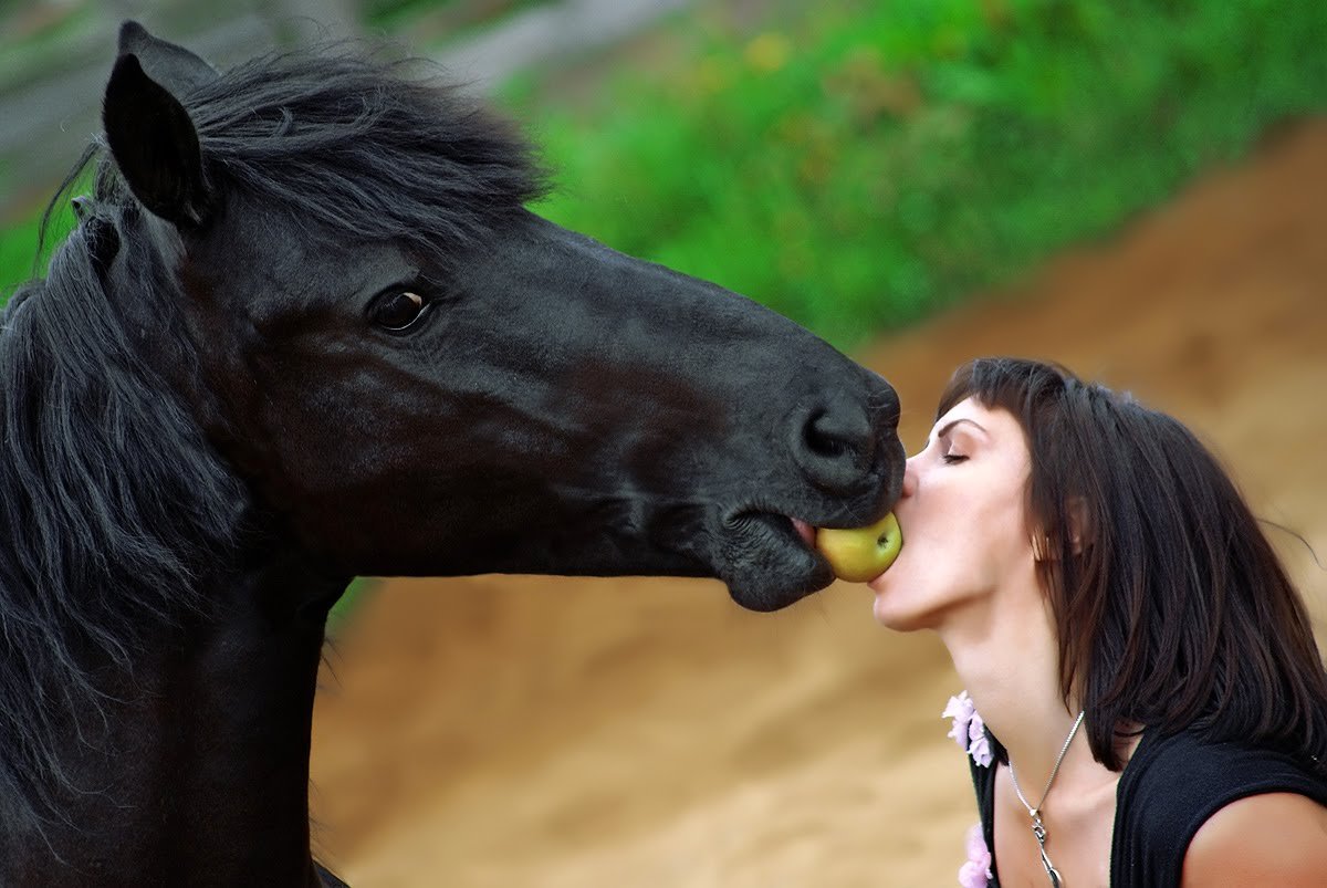 Животные лижут девушке. Девушка и жеребец. Что едят лошади. Лошадь ест яблоко. Лошадь кушает.