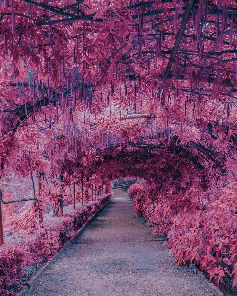 Красный пляж Паньцзинь