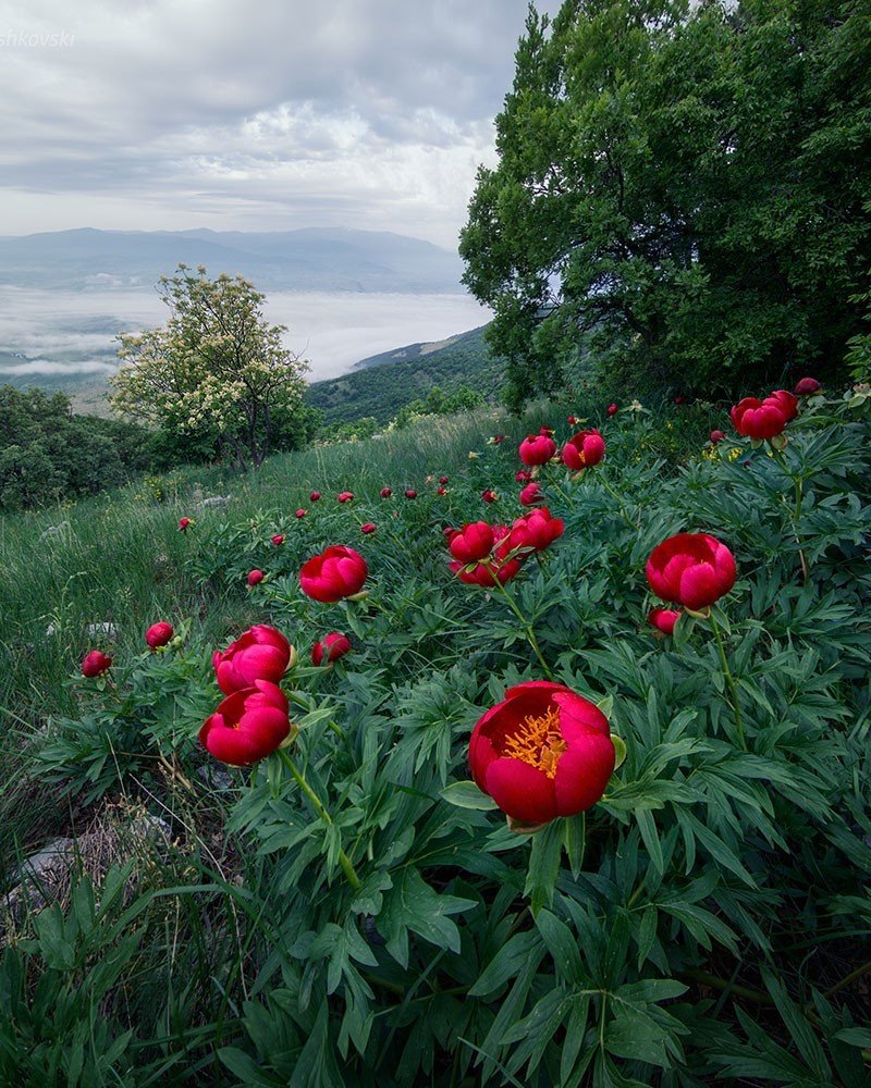 Пион тонколистный в Крыму
