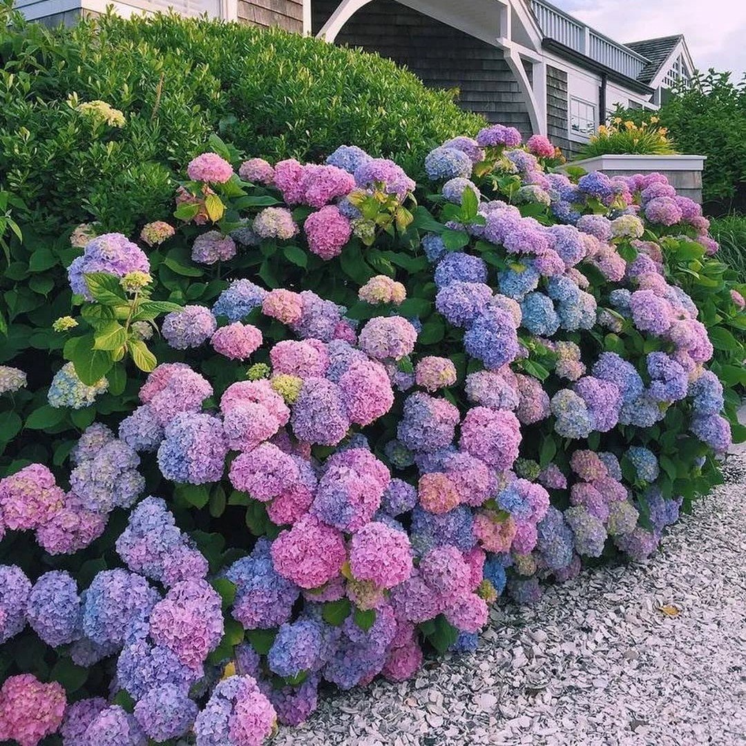 Гортензия крупнолистная Bouquet Rose