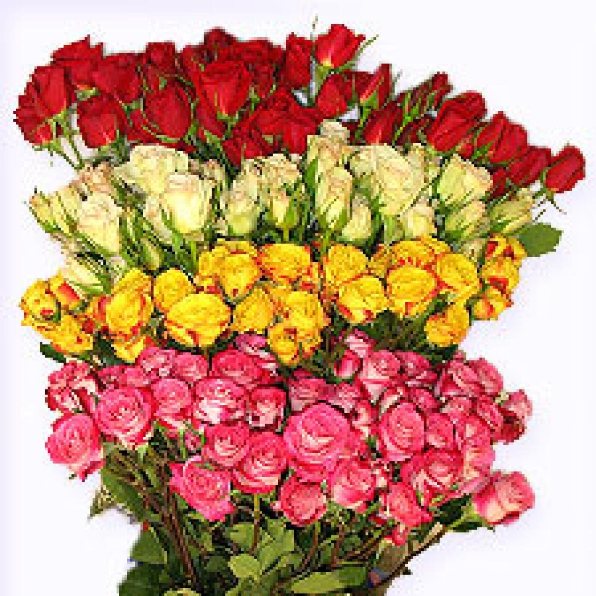Кустовая микс роза Кения 50