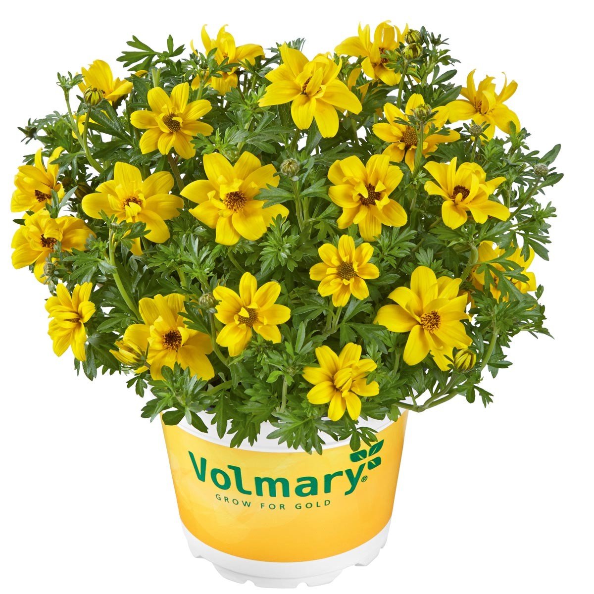 Биденс Bidens Yellow Charm