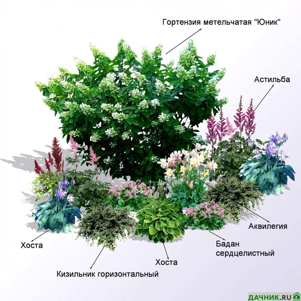 Цветник в полутени из многолетников