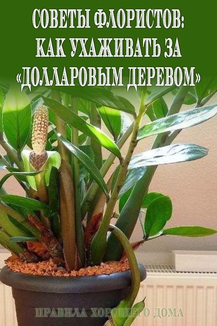 Советы для комнатных цветов