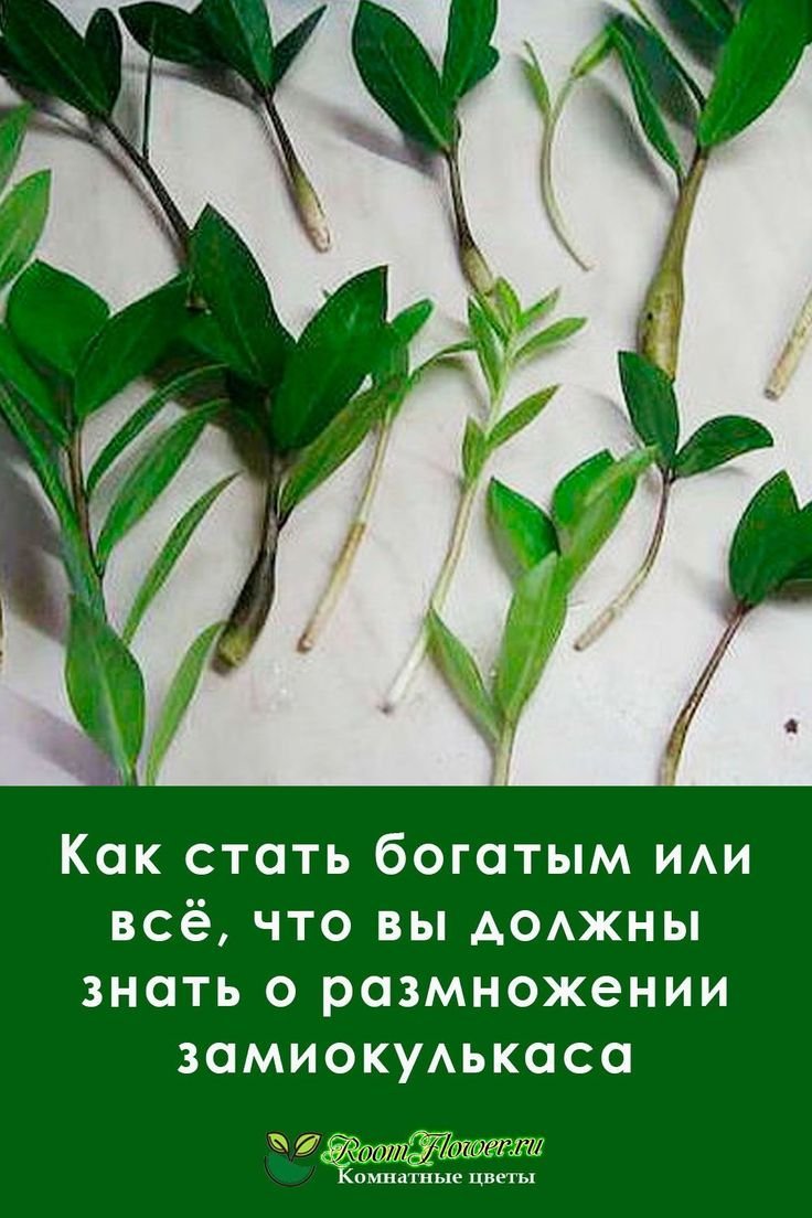 Размножить замиокулькас