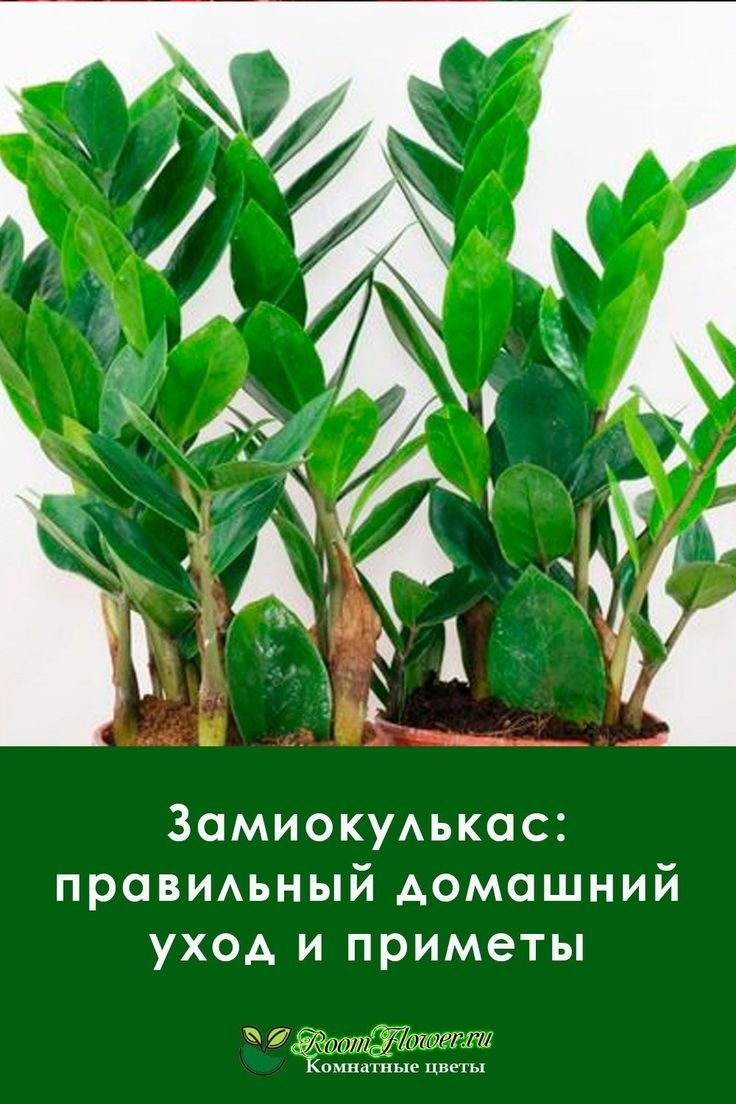 Фикус замиокулькас
