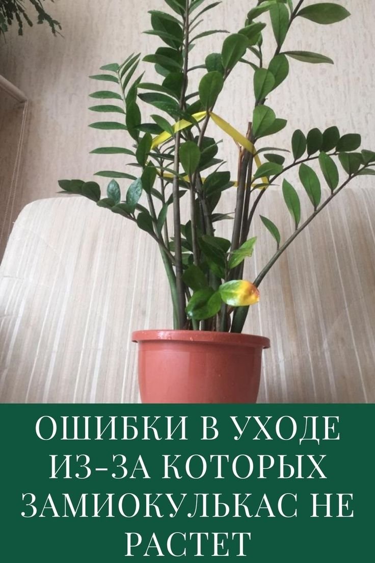 Долларовое дерево рост