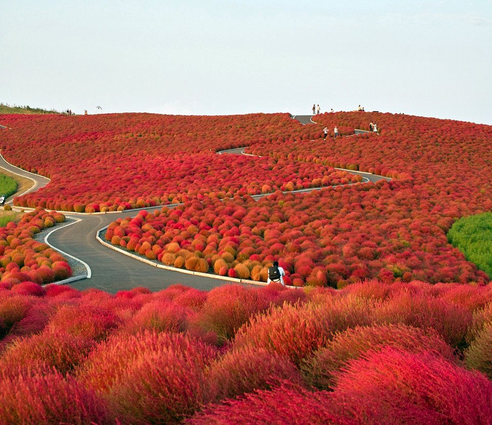 Ibaraki Kochia