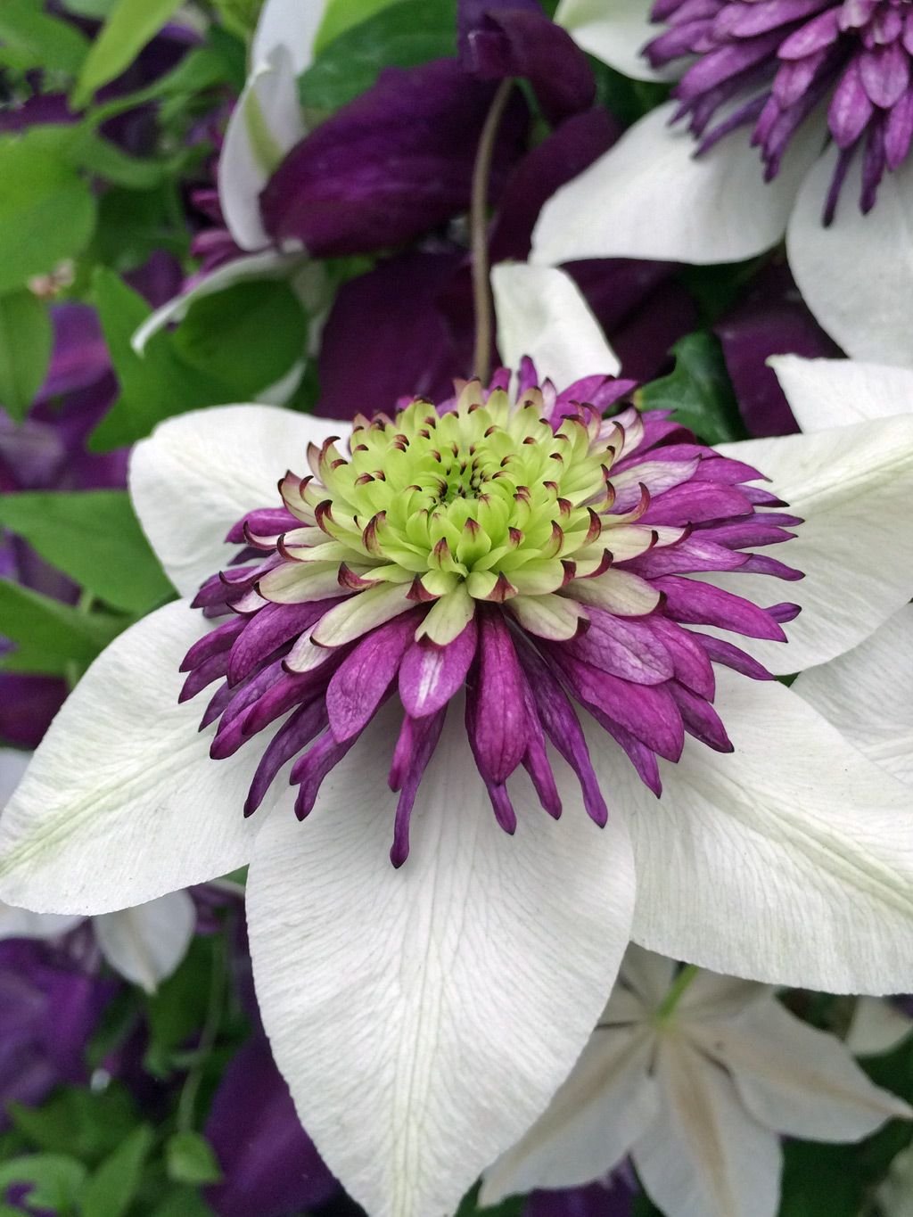 Клематис Clematis Viennetta