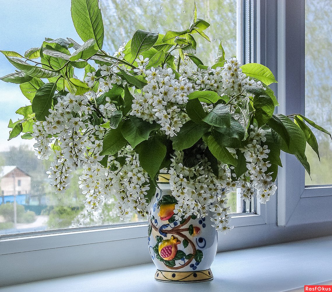 Цветущая черемуха