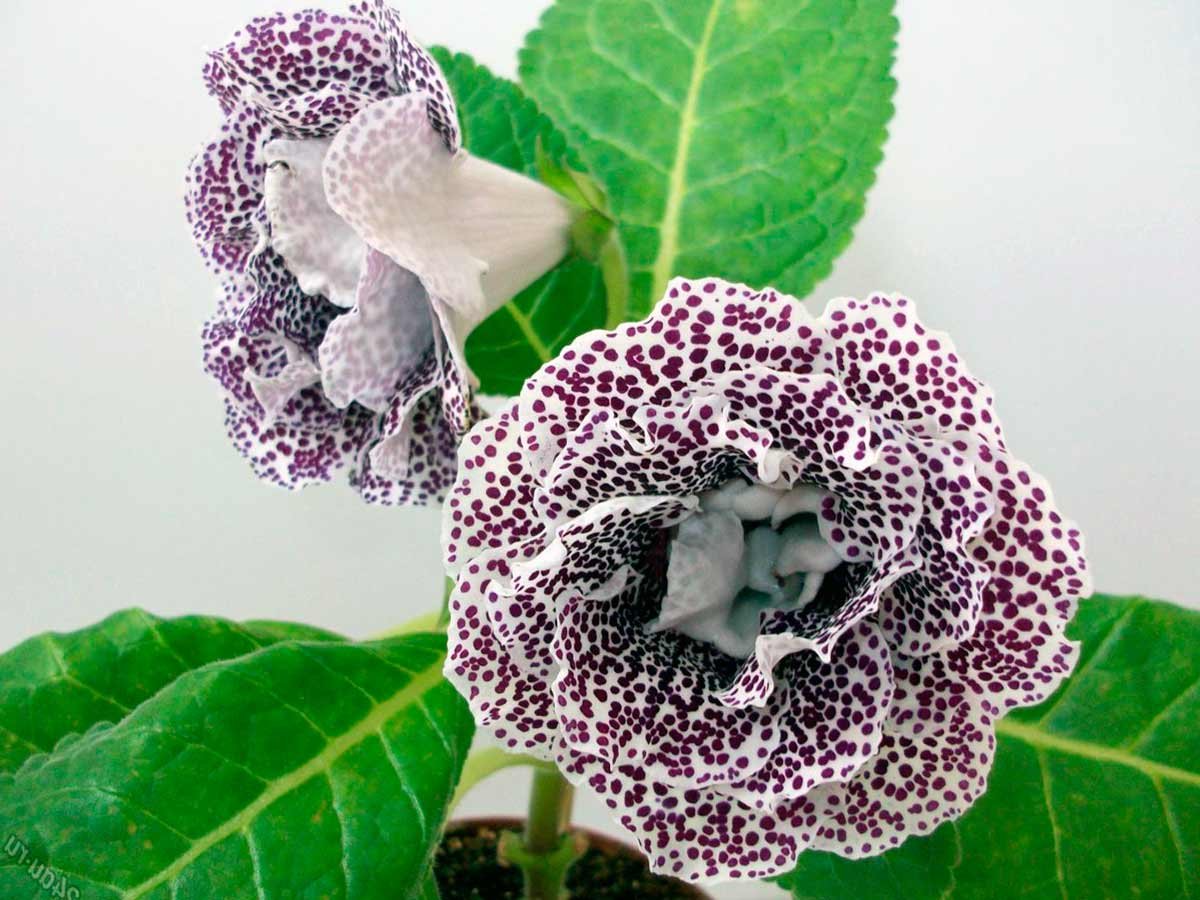 Глоксиния / gloxinia