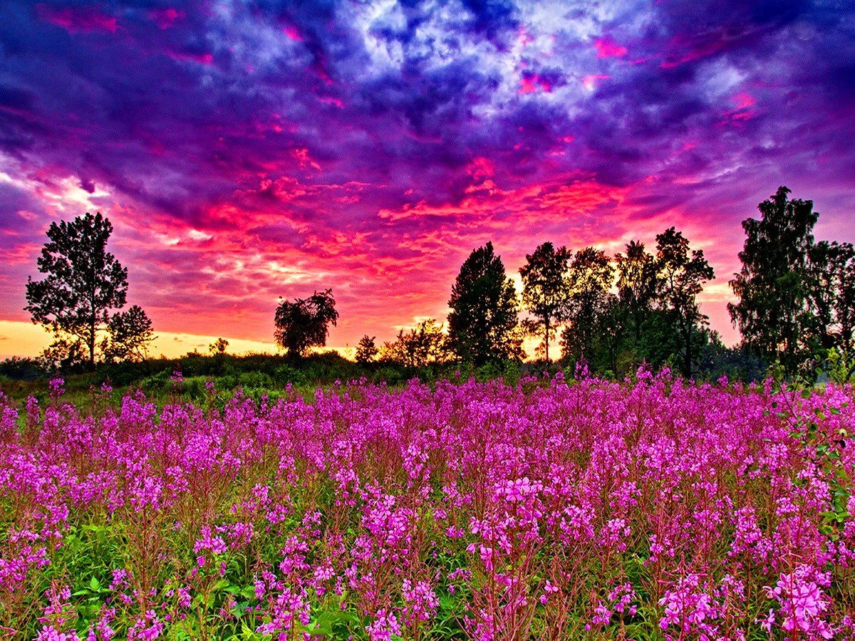 Лихнис халцедонский Зорька