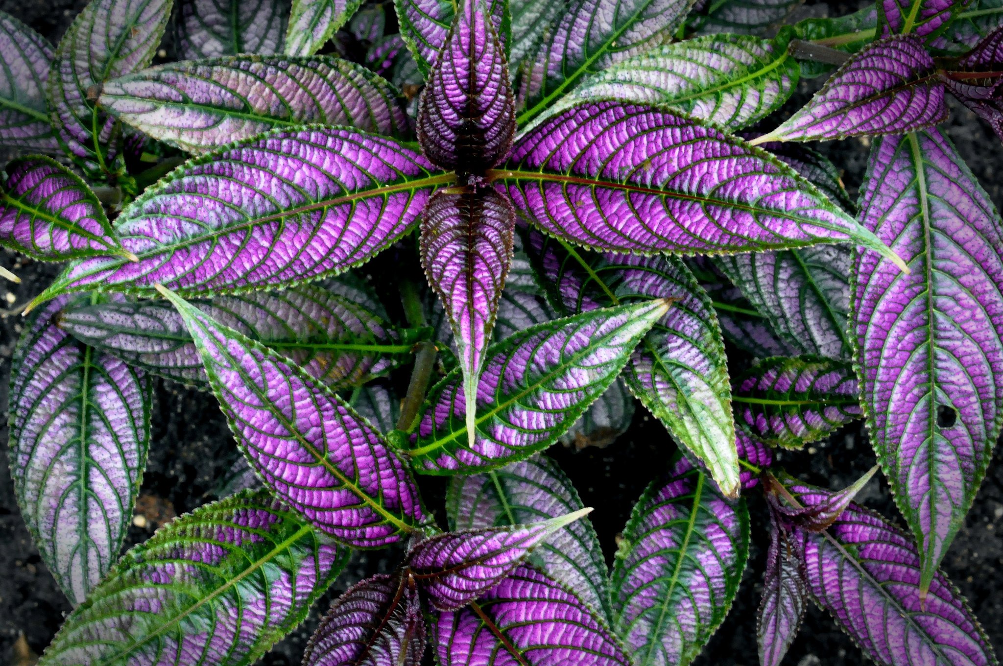 Название декоративно лиственных комнатных растений. Колеус каладиум. Колеус фиолетовый. Колеус Purple. Колеус церинария.
