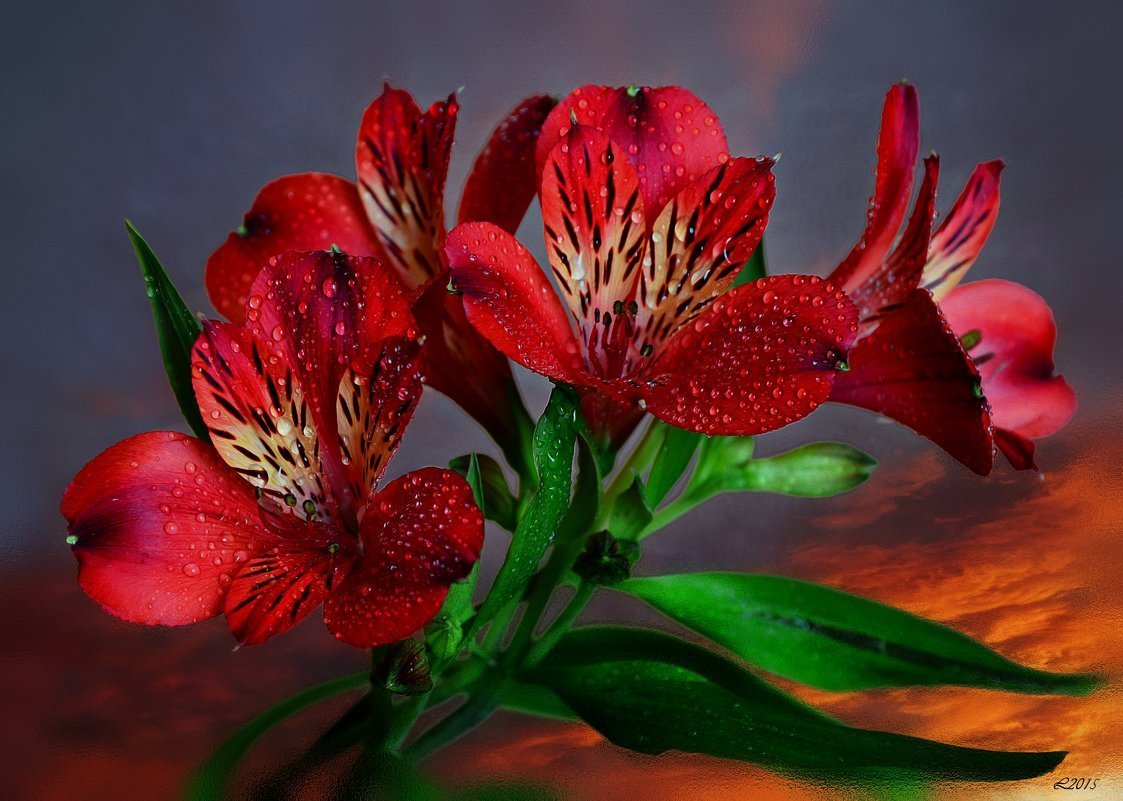 Альстромерия Перфекшн