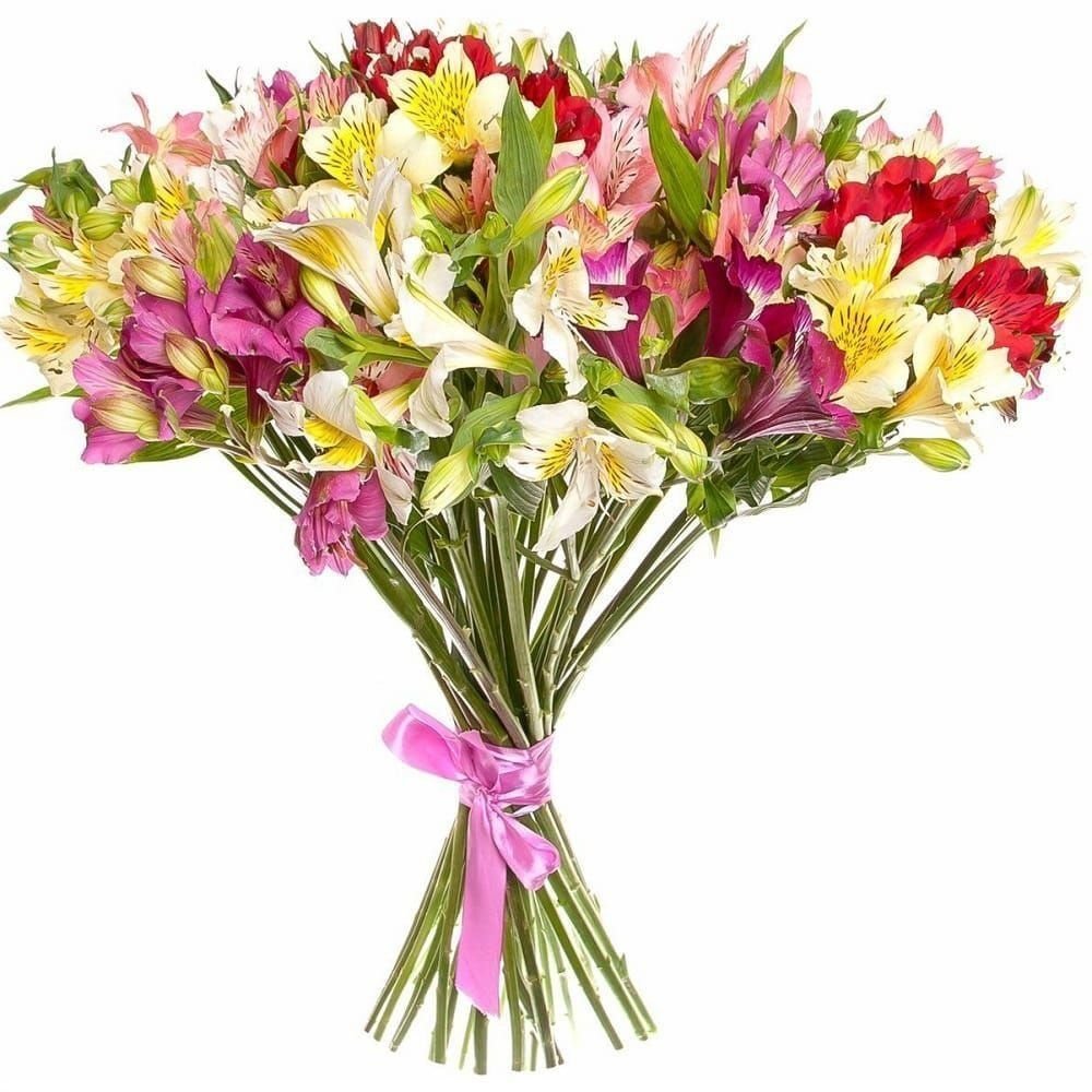 Alstroemeria ligtu