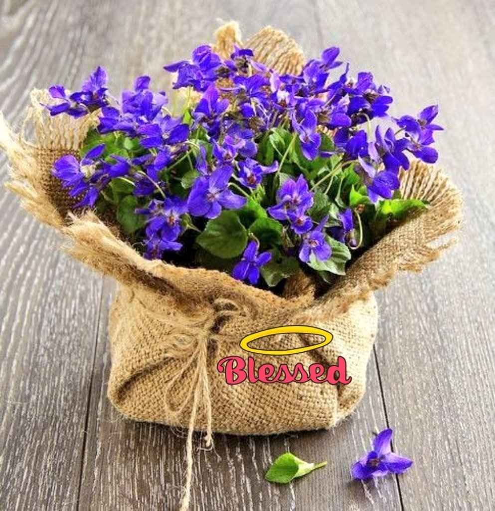 Лесные фиалки букет