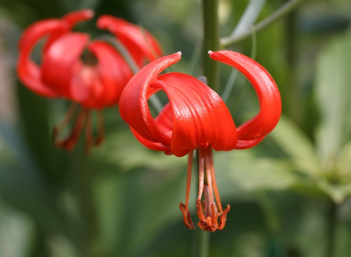 Лилия карликовая (Lilium pumilum)