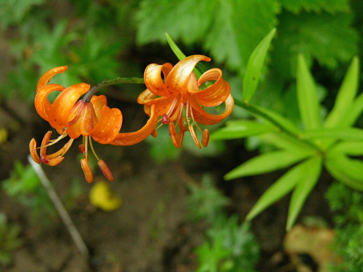 Лилия Циндаоская (Lilium tsingtauense