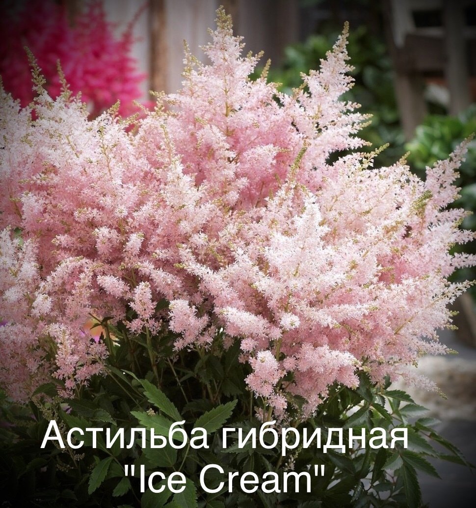 Астильба Лавли Дэй