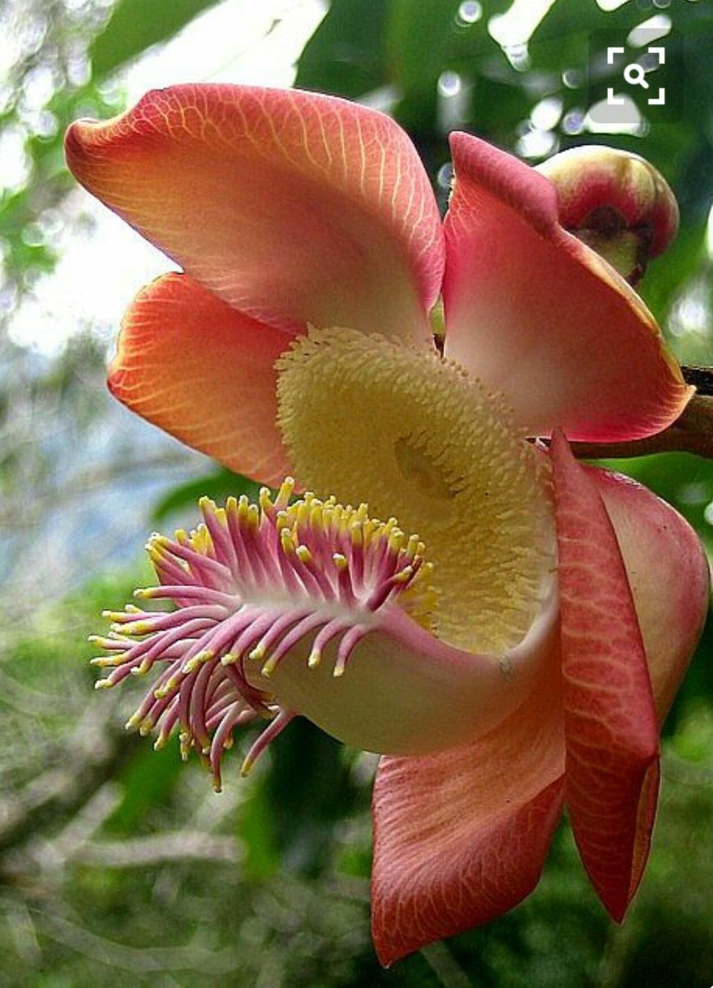 Couroupita guianensis цветок