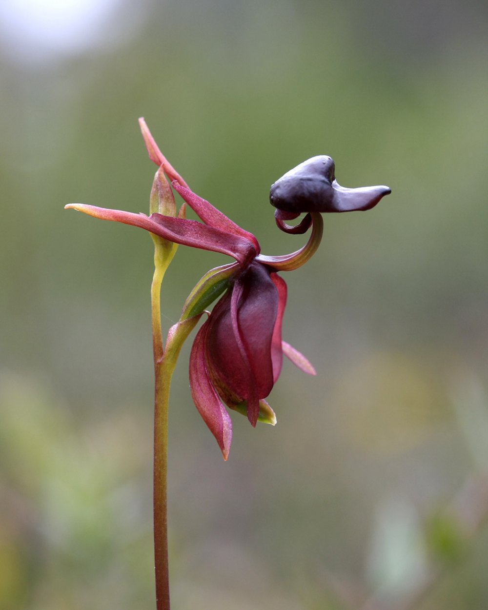 Орхидея Калания (Caleana Major)