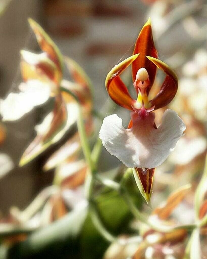 Орхидея-балерина (Ballerina Orchid)