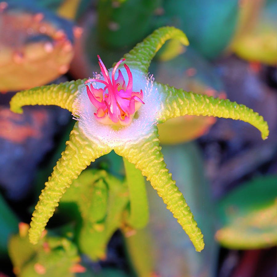 Стапелия золотисто пурпурная. Stapelia flavopurpurea