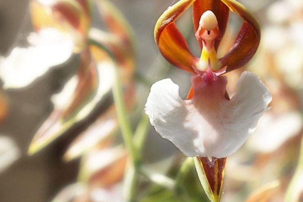 Caladenia melanema