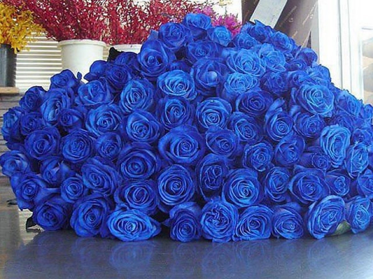Роза синяя Мондиаль