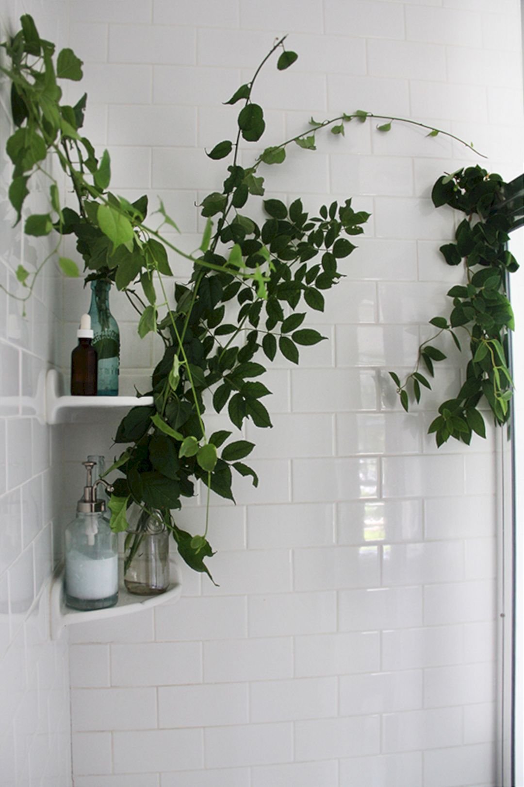 Цветы в ванной без окон. Тенелюбивые комнатные лианы. Плющ Хедера в интерьере. Растения в ванной комнате.