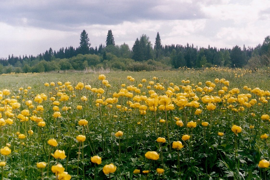 Купальница Сибирская