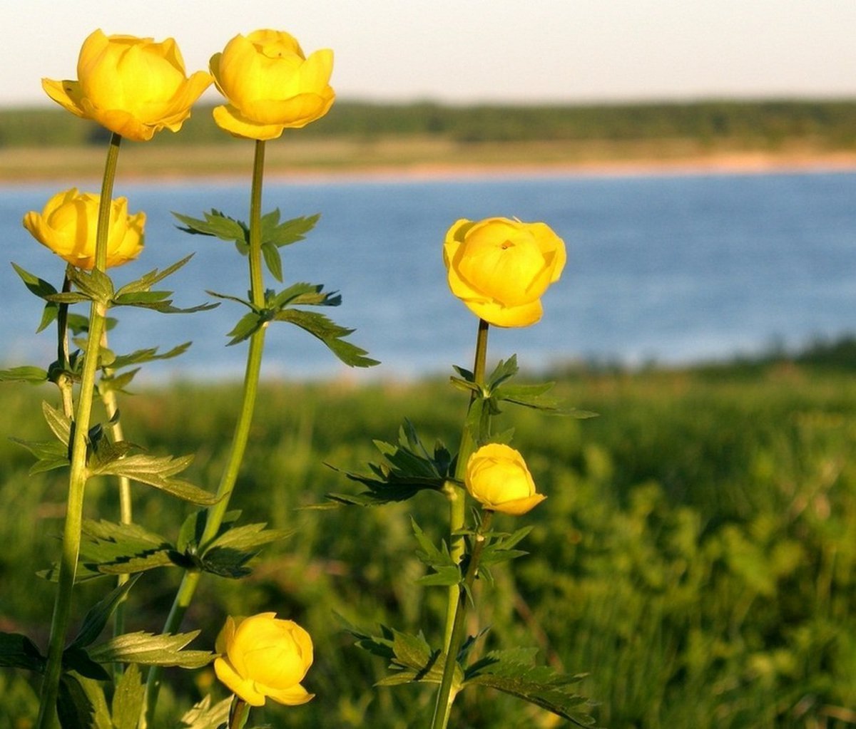 Купальница Луговая