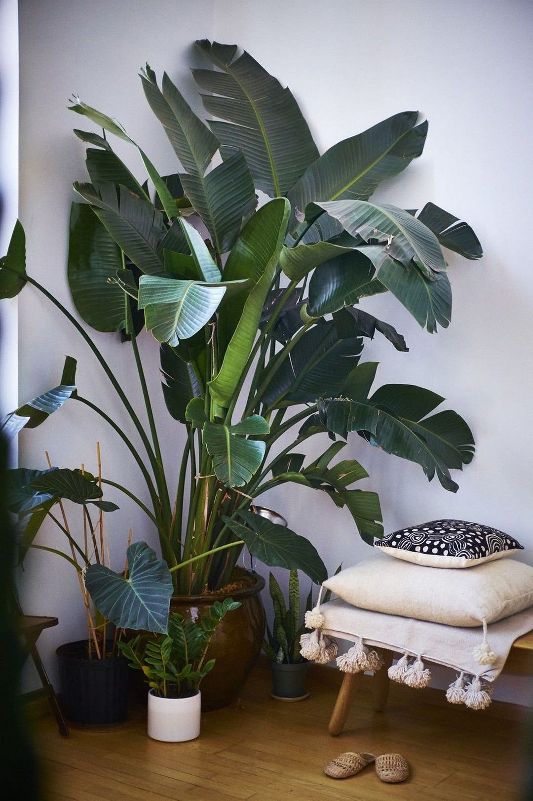 Houseplants растение