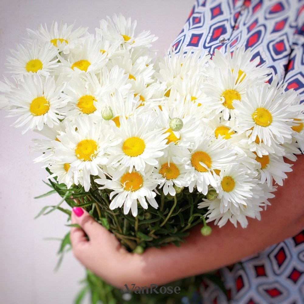 Крупные ромашки