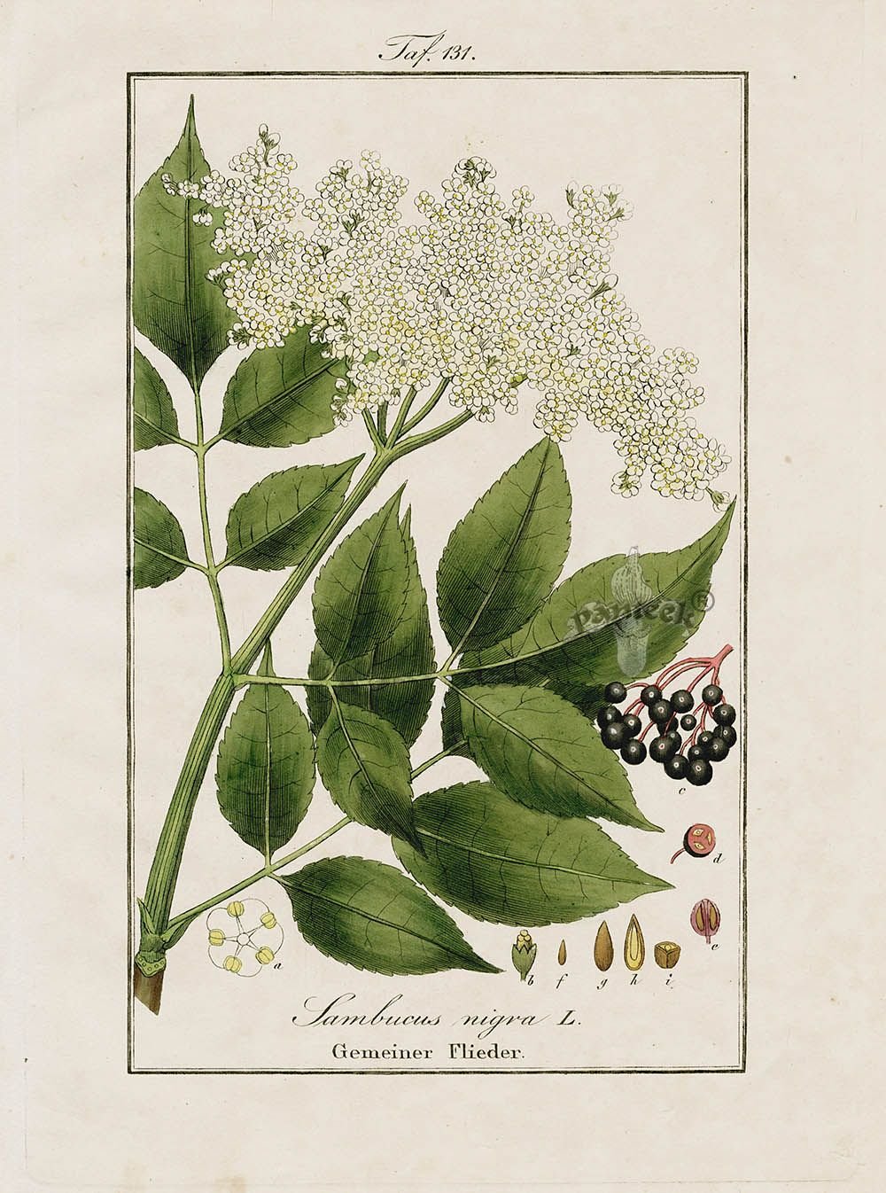 Sambucus nigra Ботанический рисунок