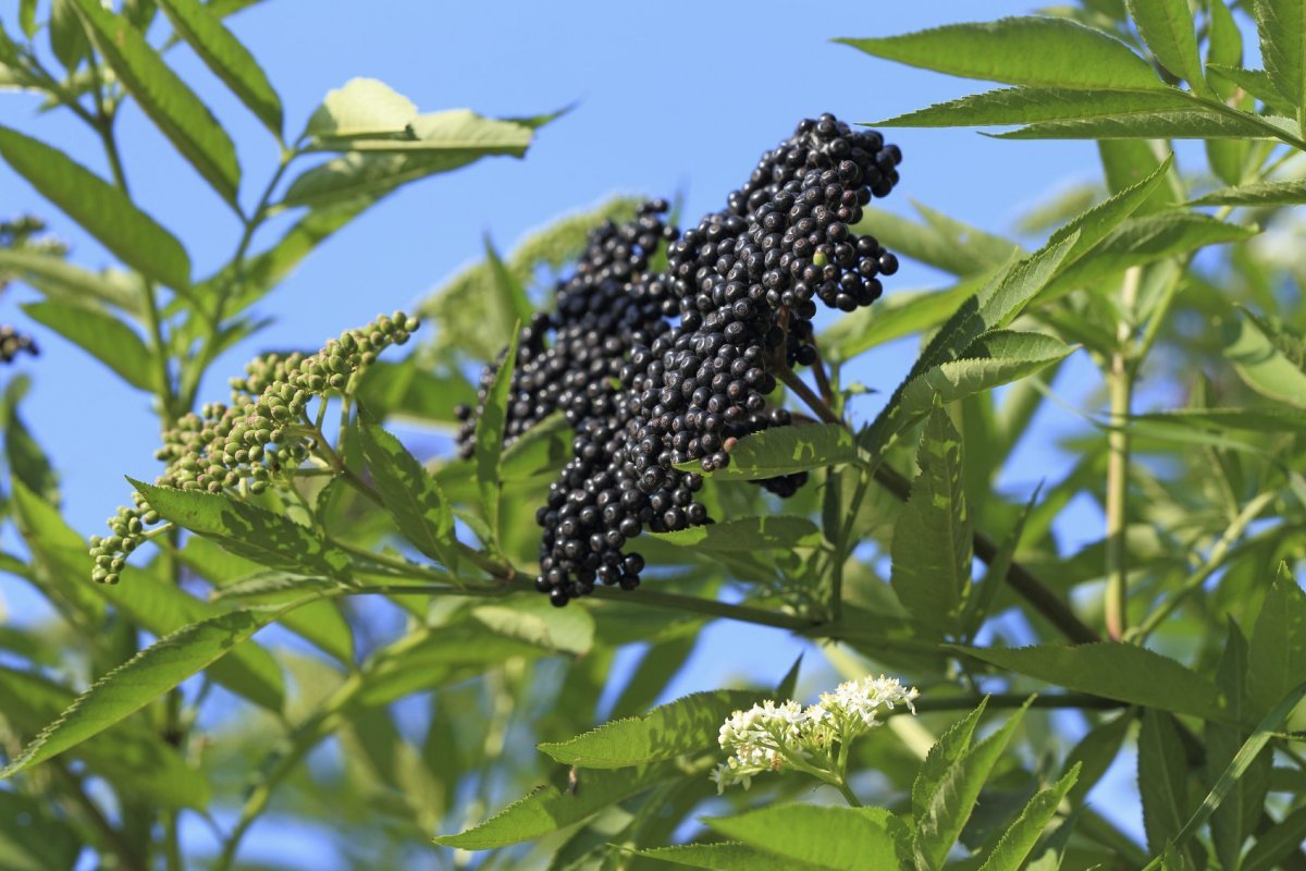 Бузина черная (Sambucus nigra)
