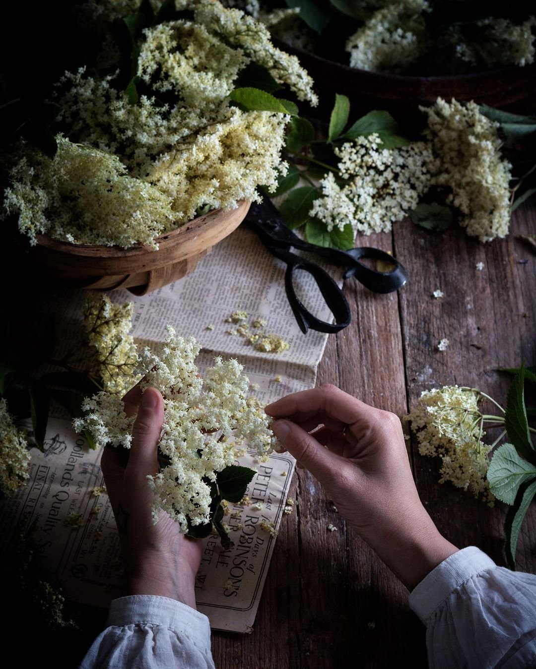 Бузина черная (Sambucus nigra)