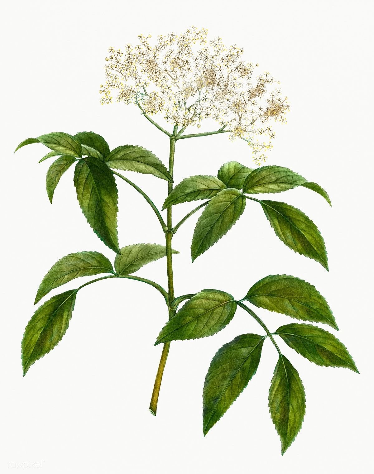 Sambuco Бузина
