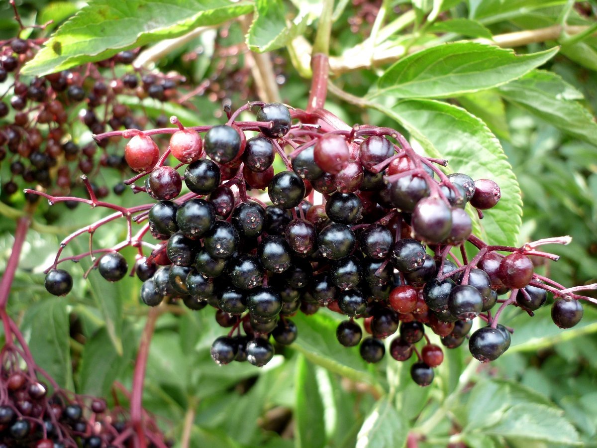 Бузина (Sambucus)
