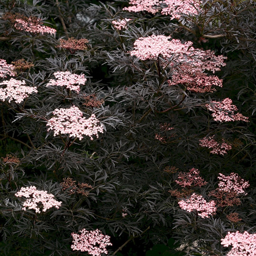 Sambucus nigra (Бузина) Black Lace