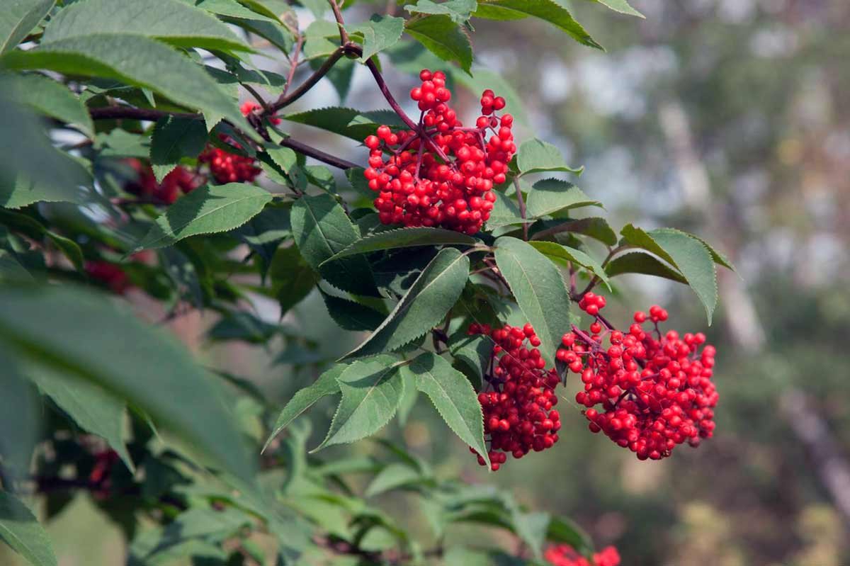 Sambucus nigra Black Lace Eva