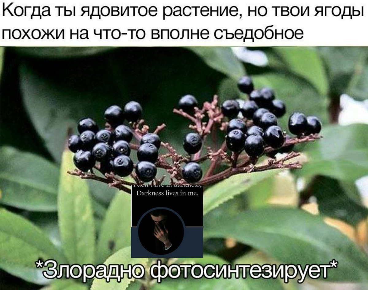 Вибурнум Эстетика
