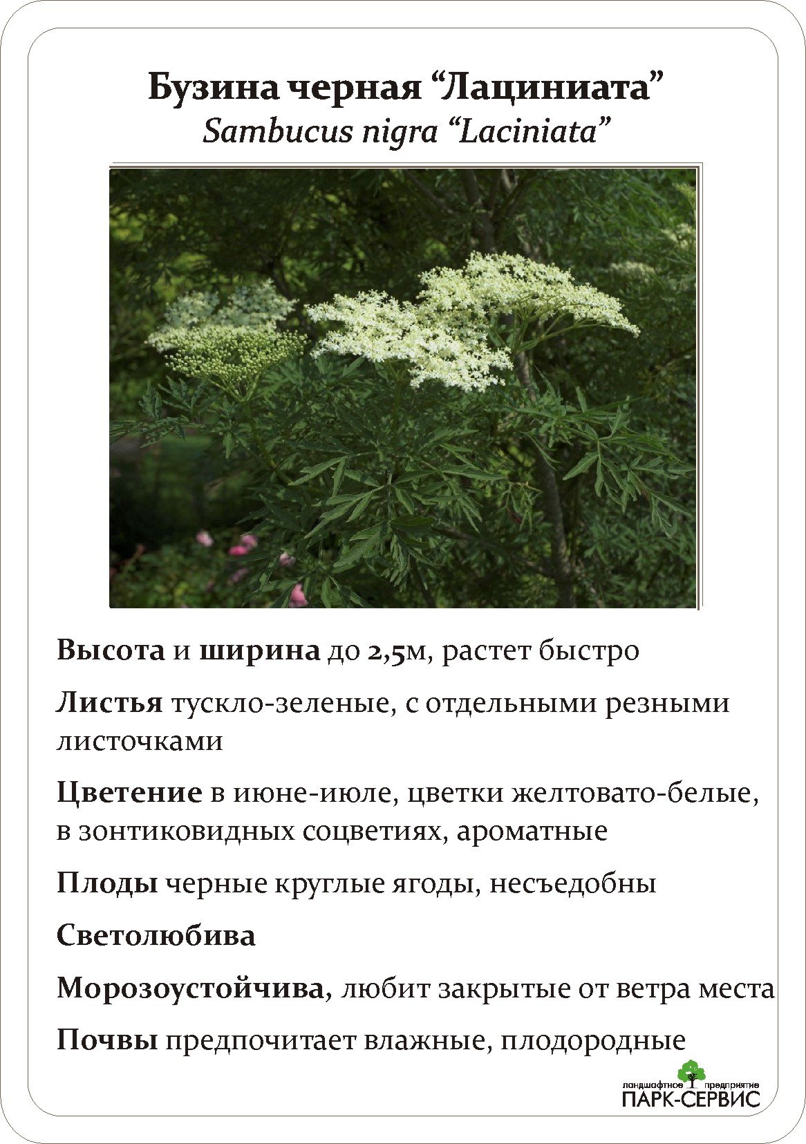 Бузина кистевая (красная)