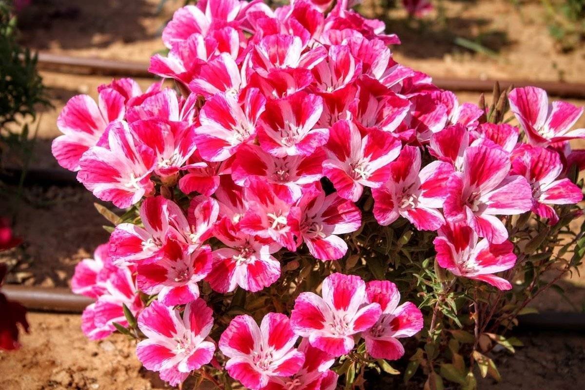Godetia Amoena годеция прелестная