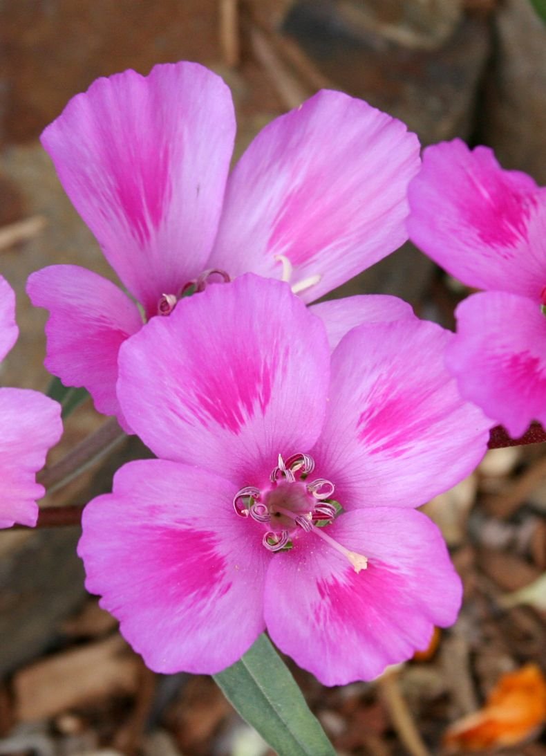 Clarkia Amoena
