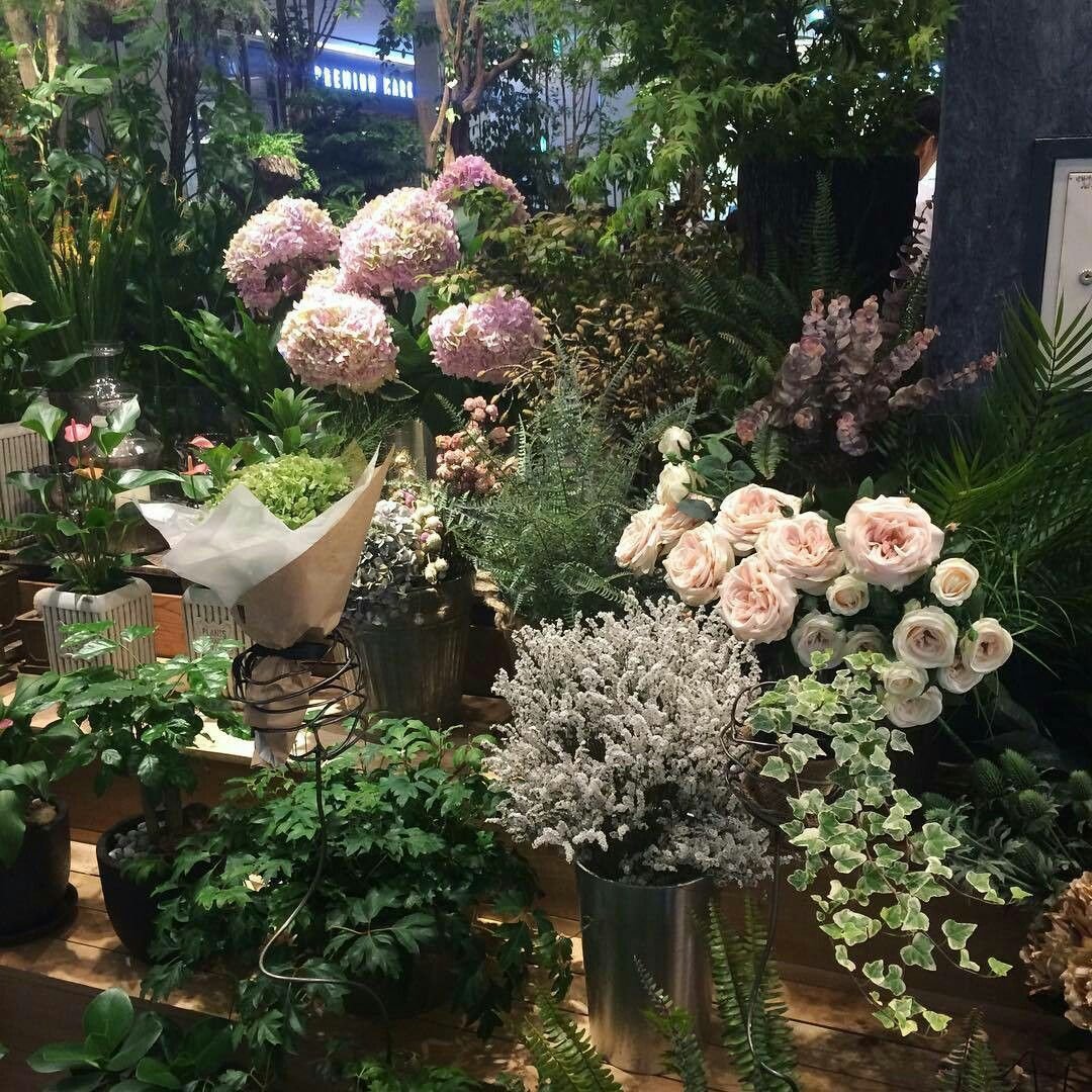 Суккуленты Аквапоника