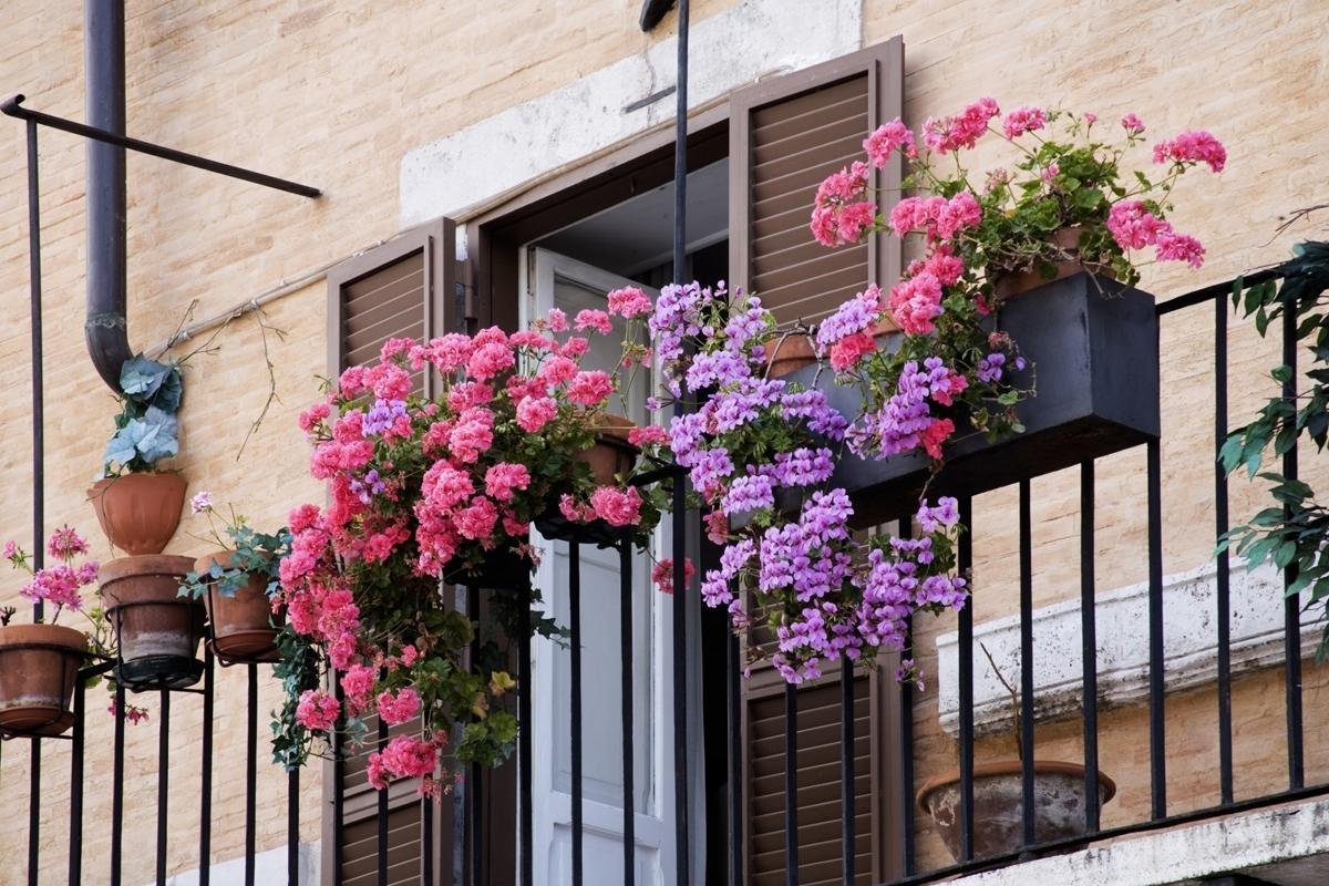 Петуния balcony