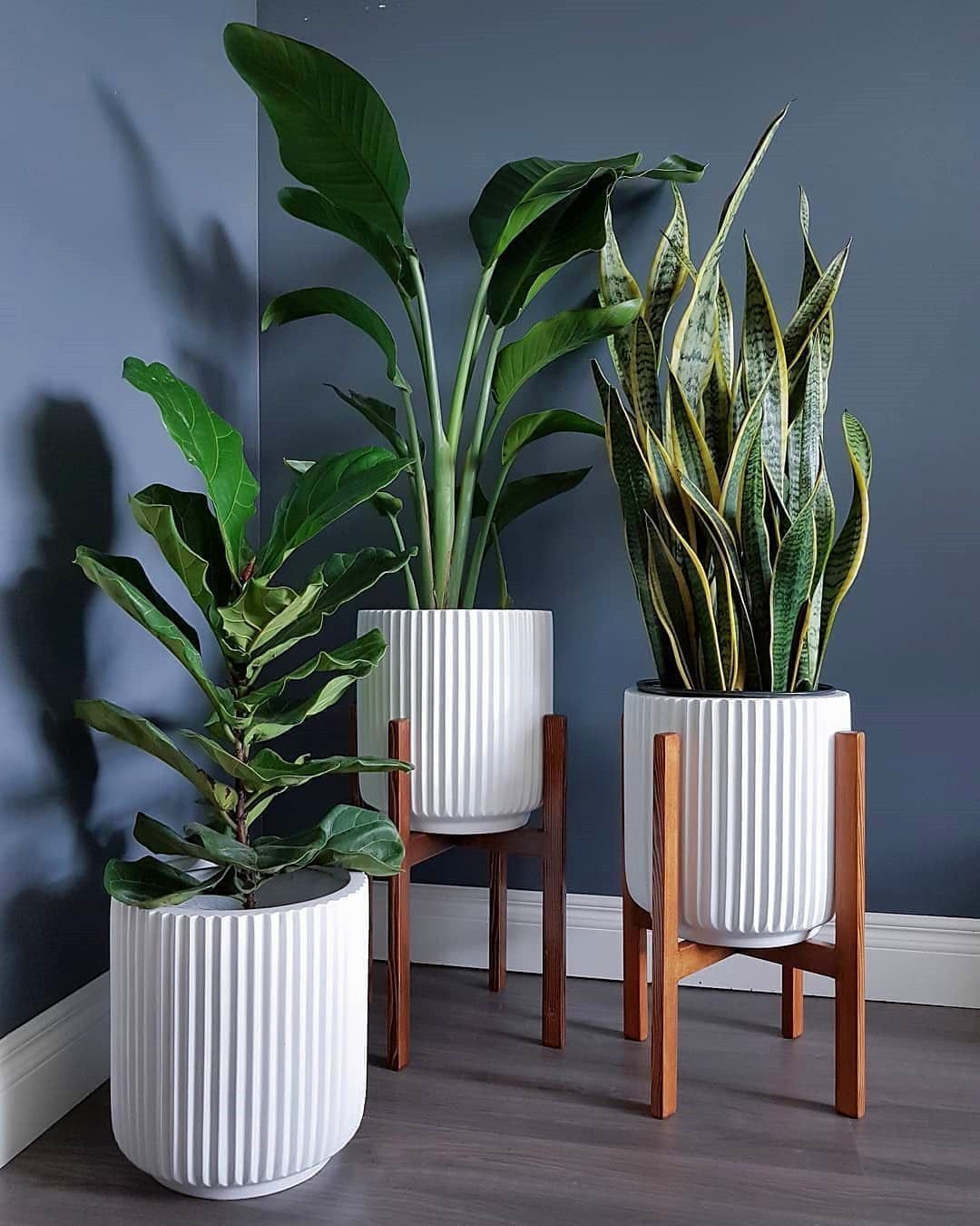 Суккуленты ikea