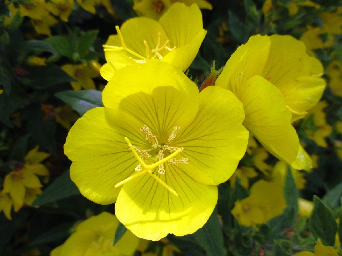 Oenothera lamarckiana